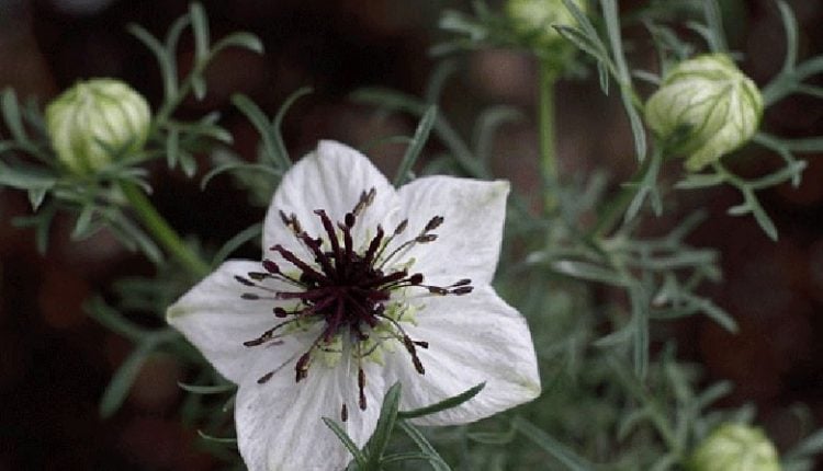 Çörek Otu Yağı – Etkisi ve Kullanımı