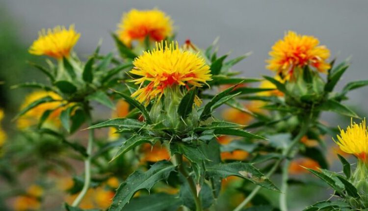 Aspir yağı ve bilmeniz gerekenler