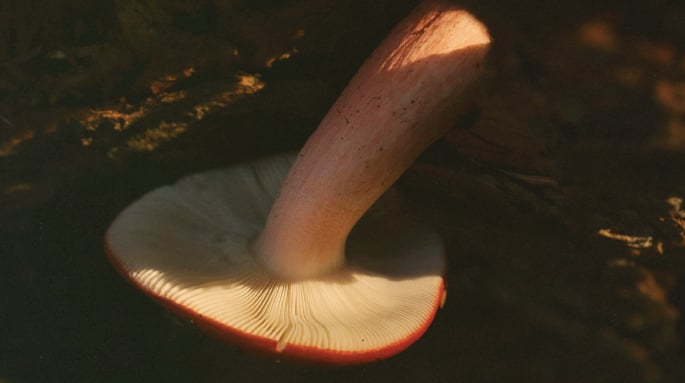 Jelqing Nedir? Bu Yöntemle Penis Büyütme Gerçek mi Efsane mi?