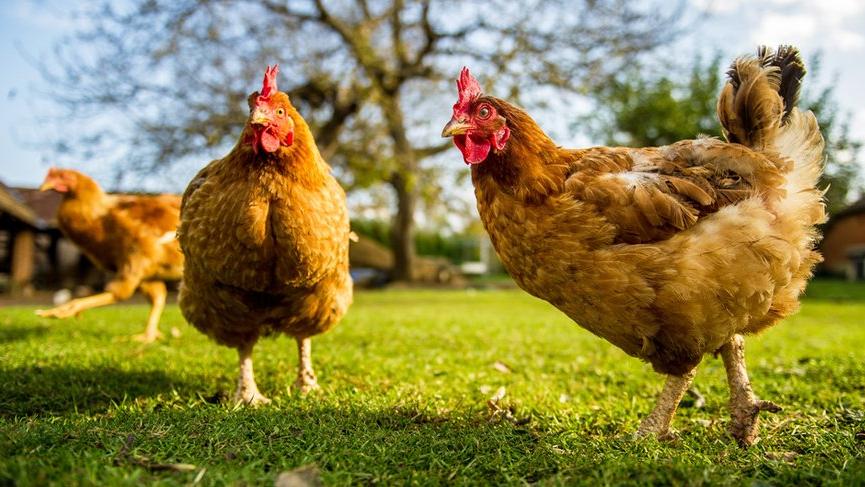 Organik Tavuk Nasıl Anlaşılır ?
