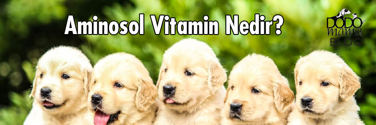 Aminosol Vitamin Nedir?
