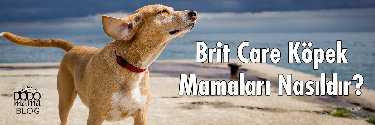 Brit Care Köpek Maması Nasıl?