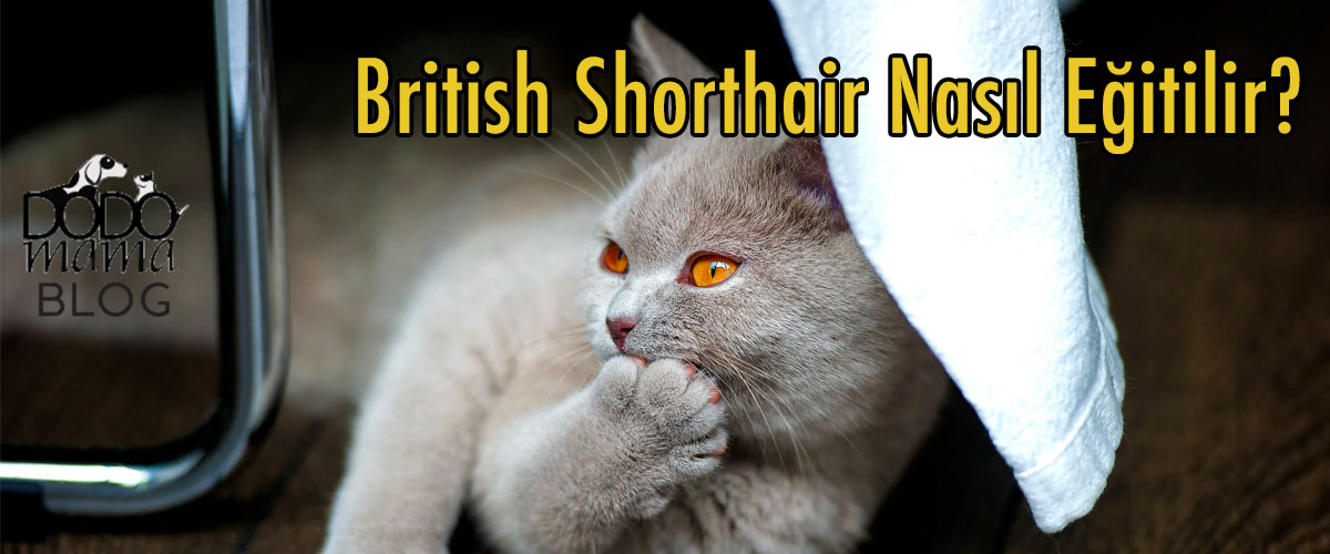 British Shorthair Nasıl Eğitilir?