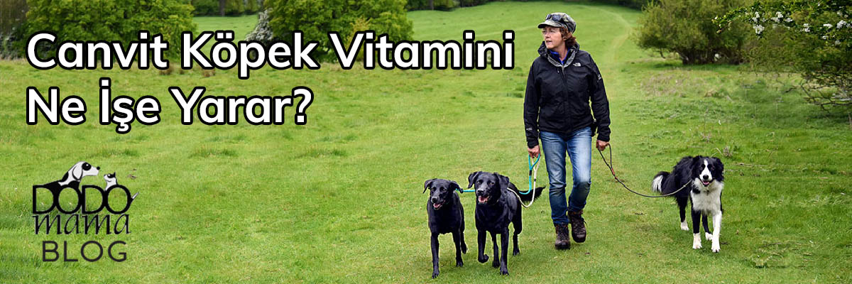 Canvit Köpek Vitamini Ne İşe Yarar?