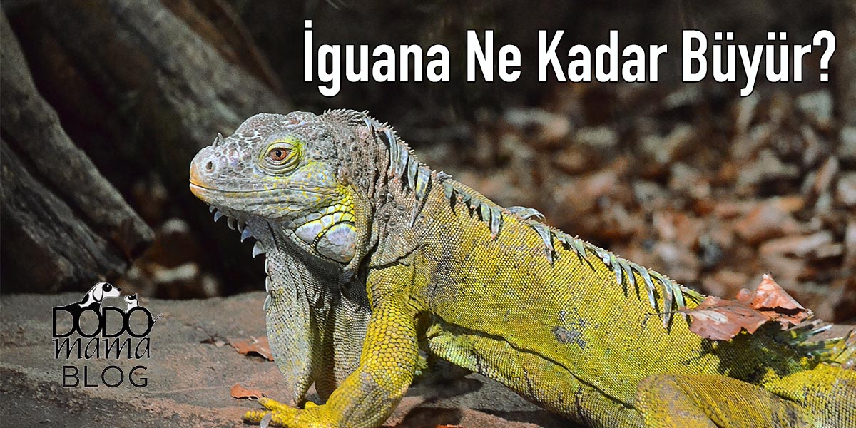 İguana Ne Kadar Büyür?