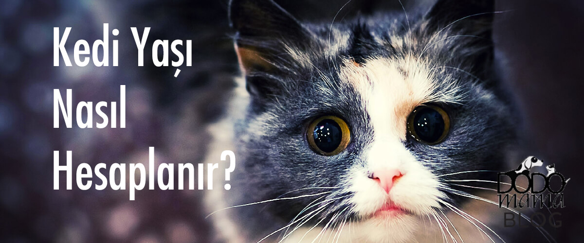 Kedi Yaşı Nasıl Hesaplanır?