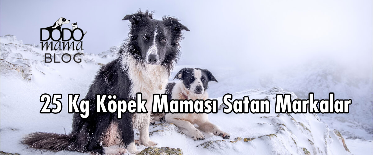 Köpek Maması 25 Kg Satan Markalar Nelerdir?