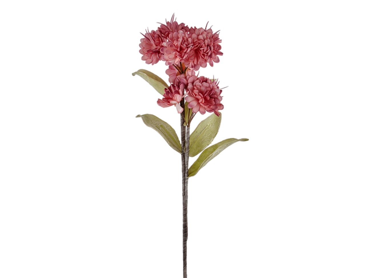 Büyük Ortanca Mor Pembe Geçişli 95 cm