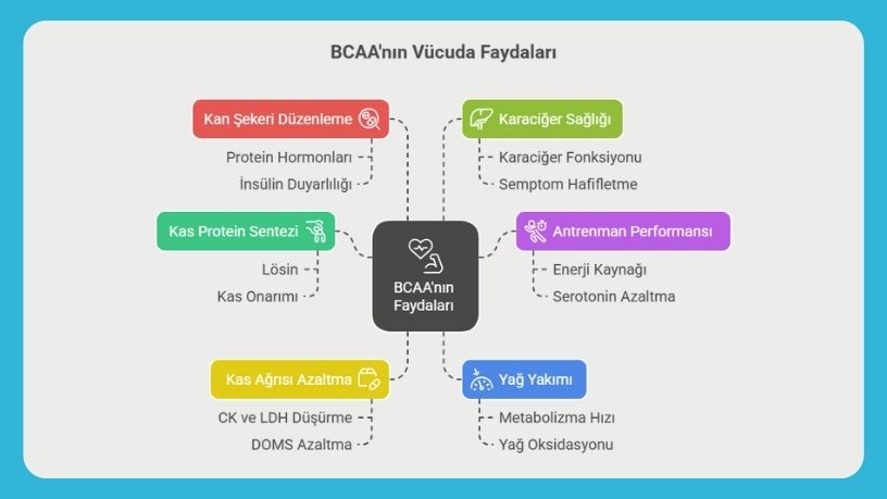 3. BCAA Ne İşe Yarar? Vücudunuza Sağladığı İnanılmaz Faydalar