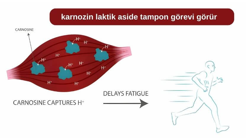 Beta alanin Spor Performansı Üzerindeki Etkisi