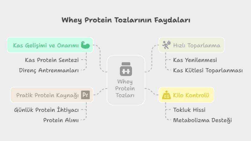 Whey Protein Ne İşe Yarar?