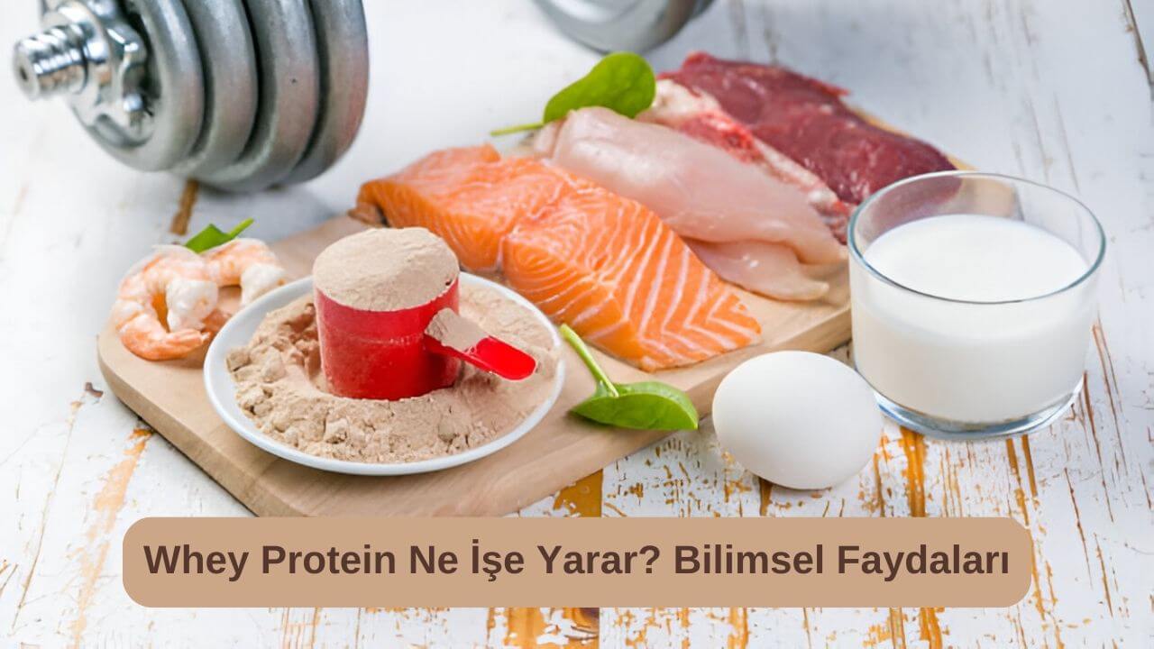 Whey Protein Ne İşe Yarar? Bilimsel Faydaları