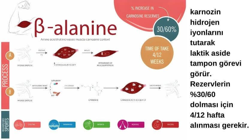 Beta alanine ne işe yarar