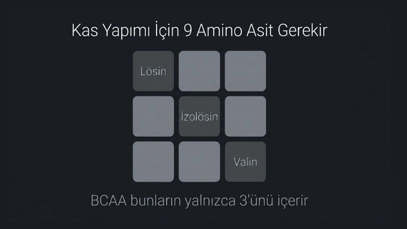 Kas yapımı için 9 esansiyel amino asit gerekir; BCAA yalnızca 3'ünü (lösin, izolösin, valin) içerir