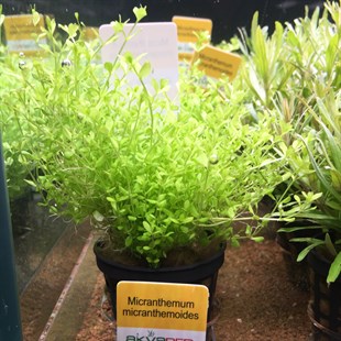 Micranthemum micranthemoides	