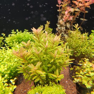Rotala indica red