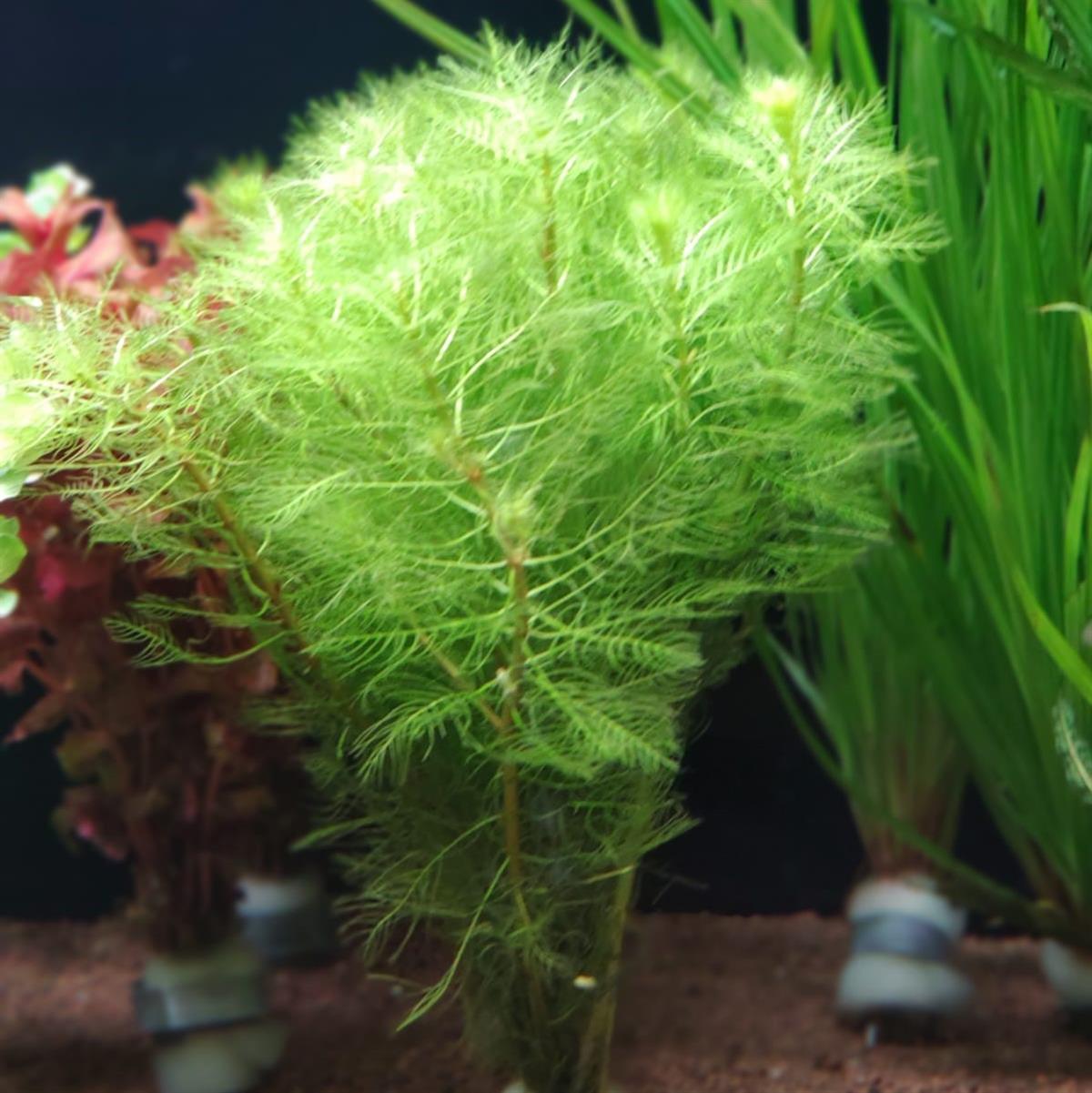 Cabomba aquatica