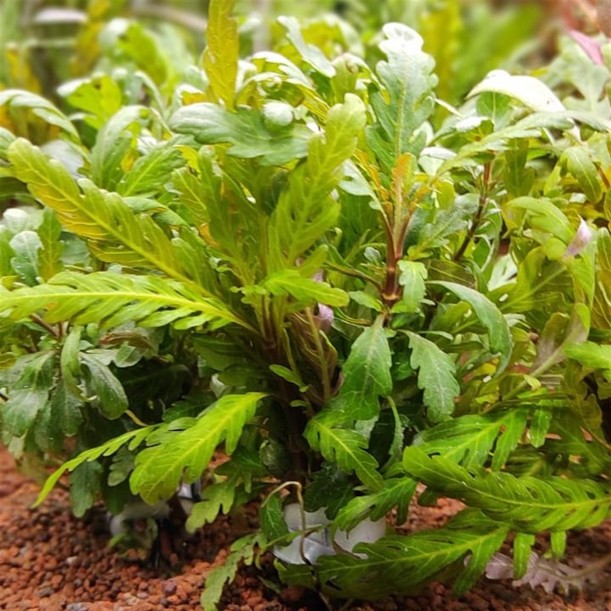 Hygrophila pinnatifida