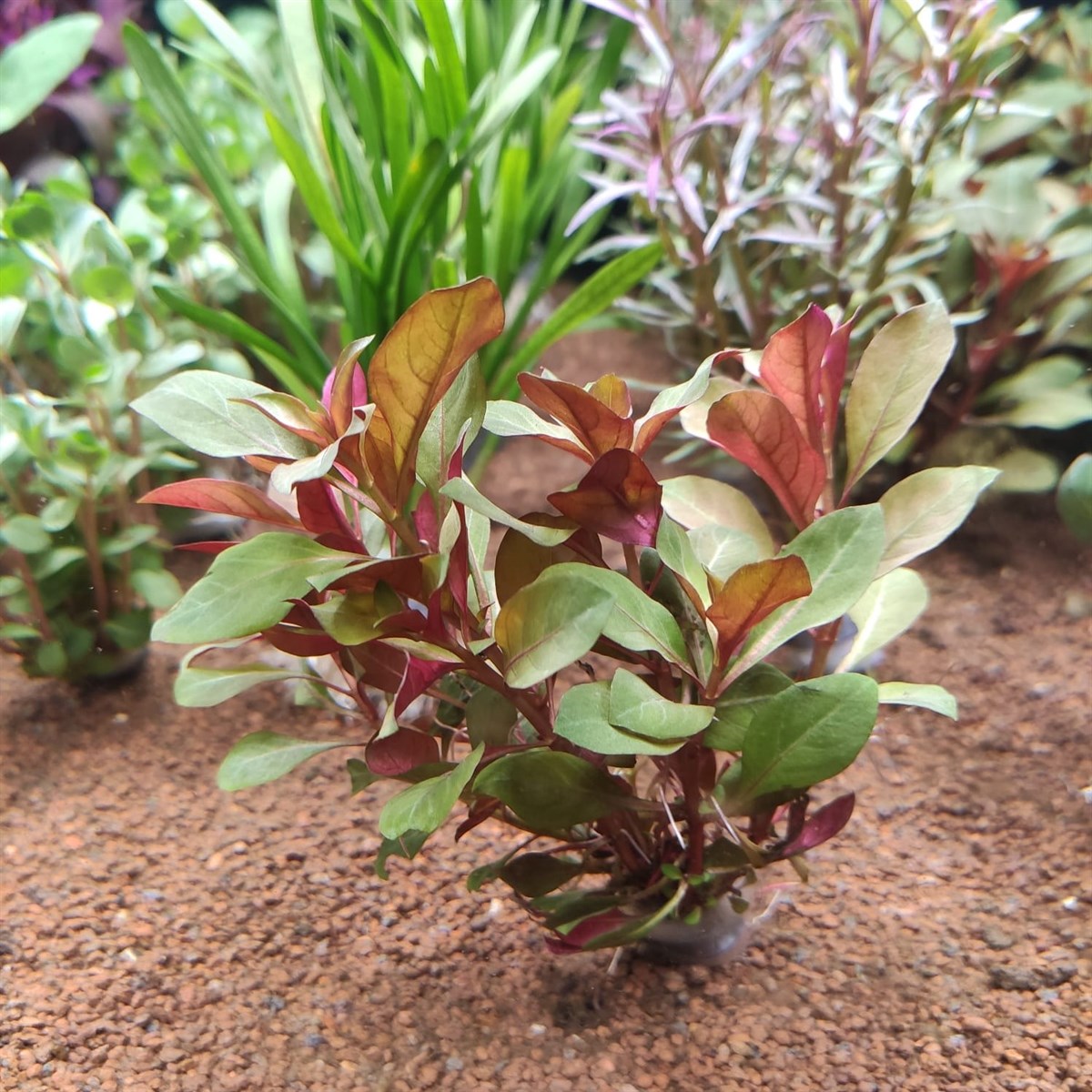 Ludwigia diamond