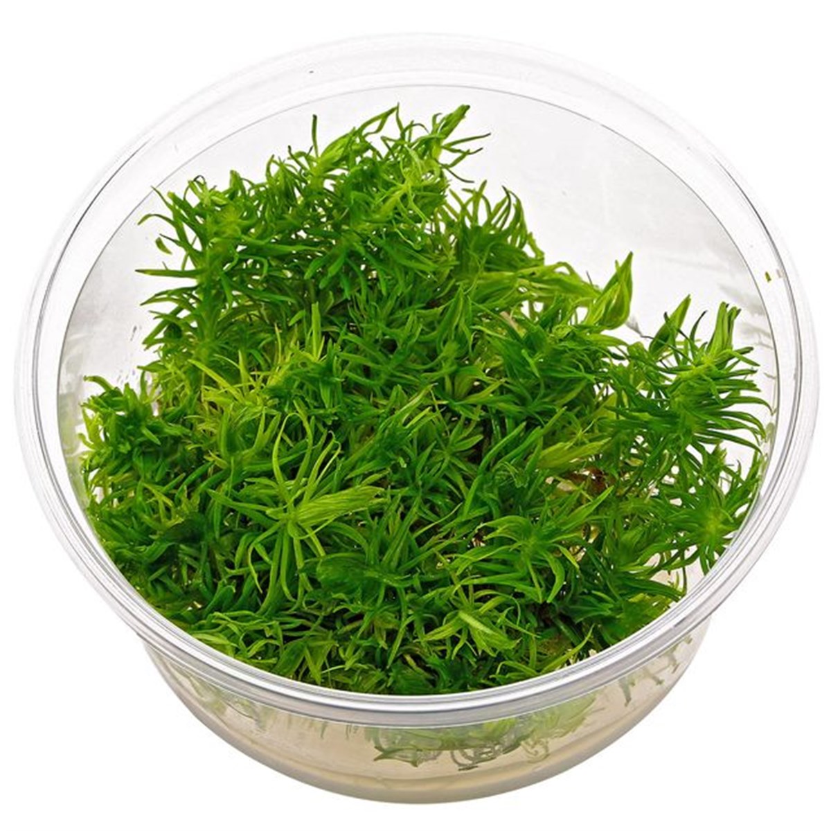 Pogostemon Erectus In Vitro