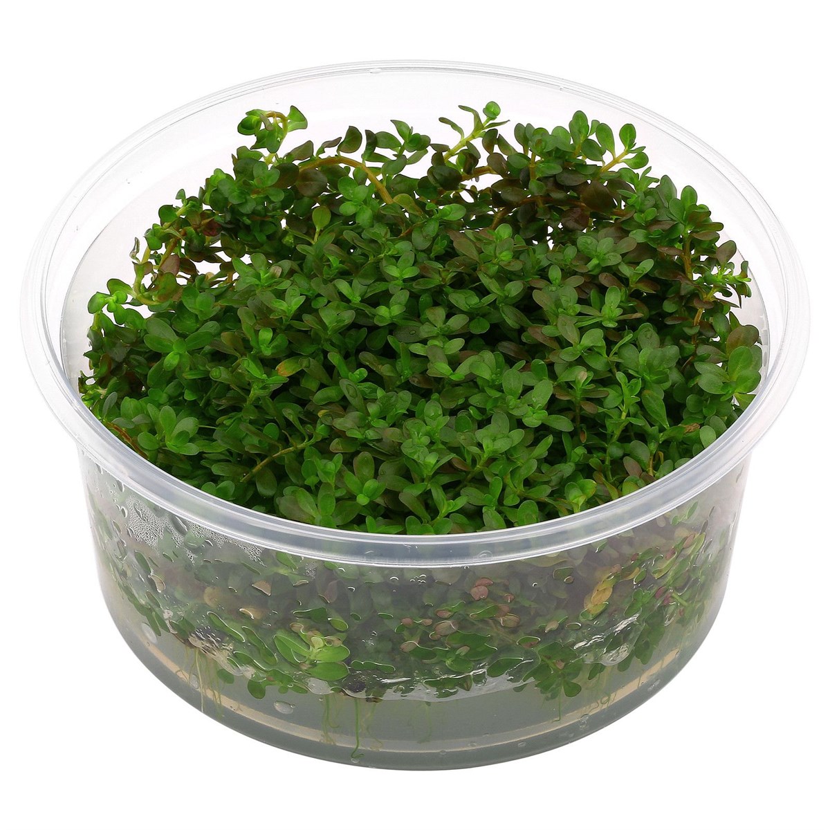 Rotala Ceylon