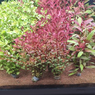 rotala colorata