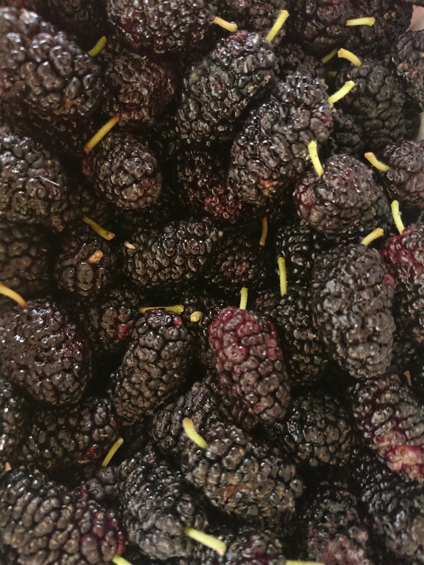 Karadutlu Ev Makarnası 500 gr