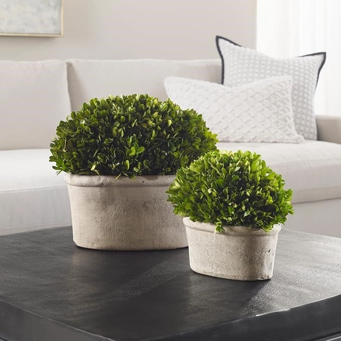 Uttermost - Uttermost Uttermost Preserved Boxwood Oval Domes Dekoratif Bitki 2'Li Set