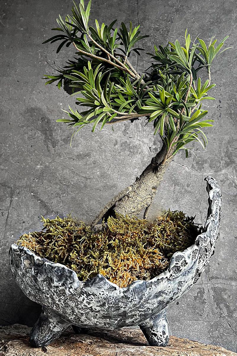 Shakkan El Yapımı Dokulu Seramik Bonsai Saksısı