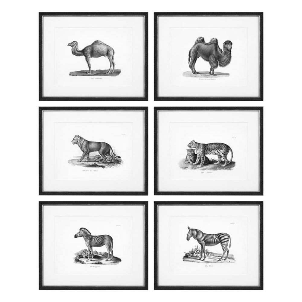 Historical Animals 6'lı Tablo