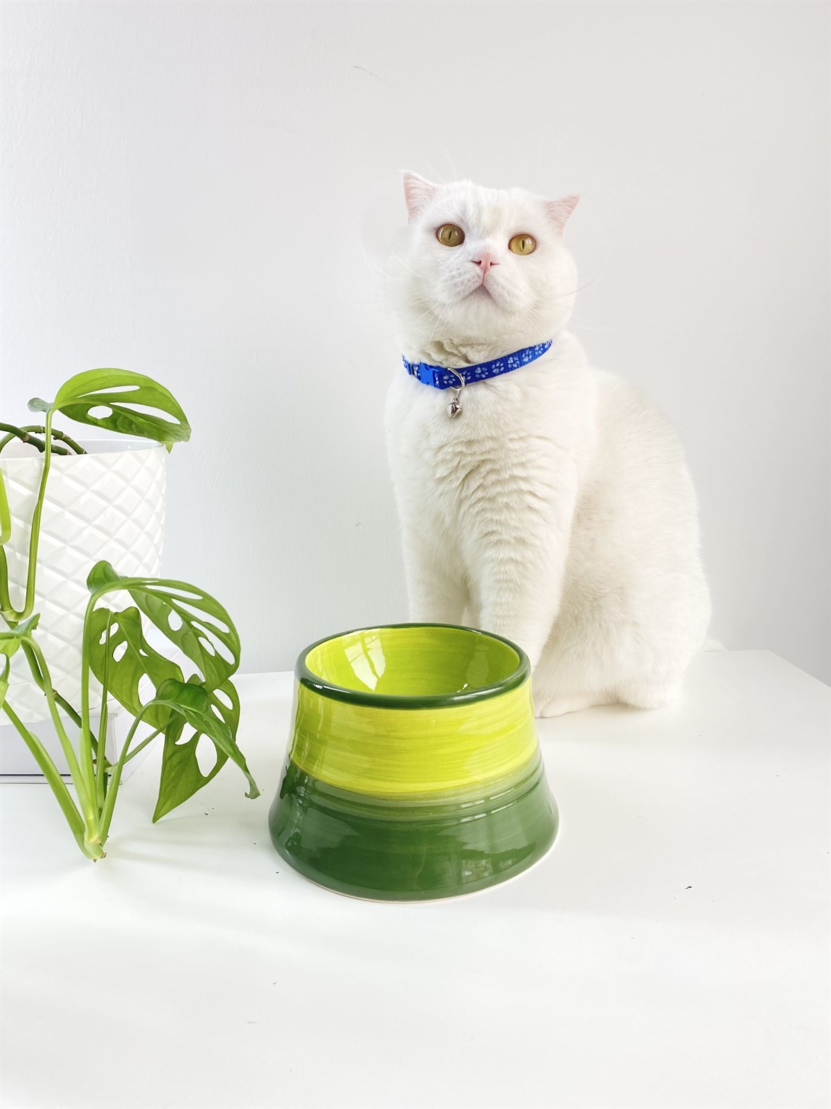 Seramik Kedi ve Köpek Mama Su Kabı (YEŞİL-FISTIK YEŞİL)
