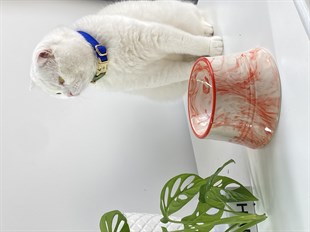 Seramik Kedi ve Köpek Mama Su Kabı (ÇİZGİLİ TURUNCU)