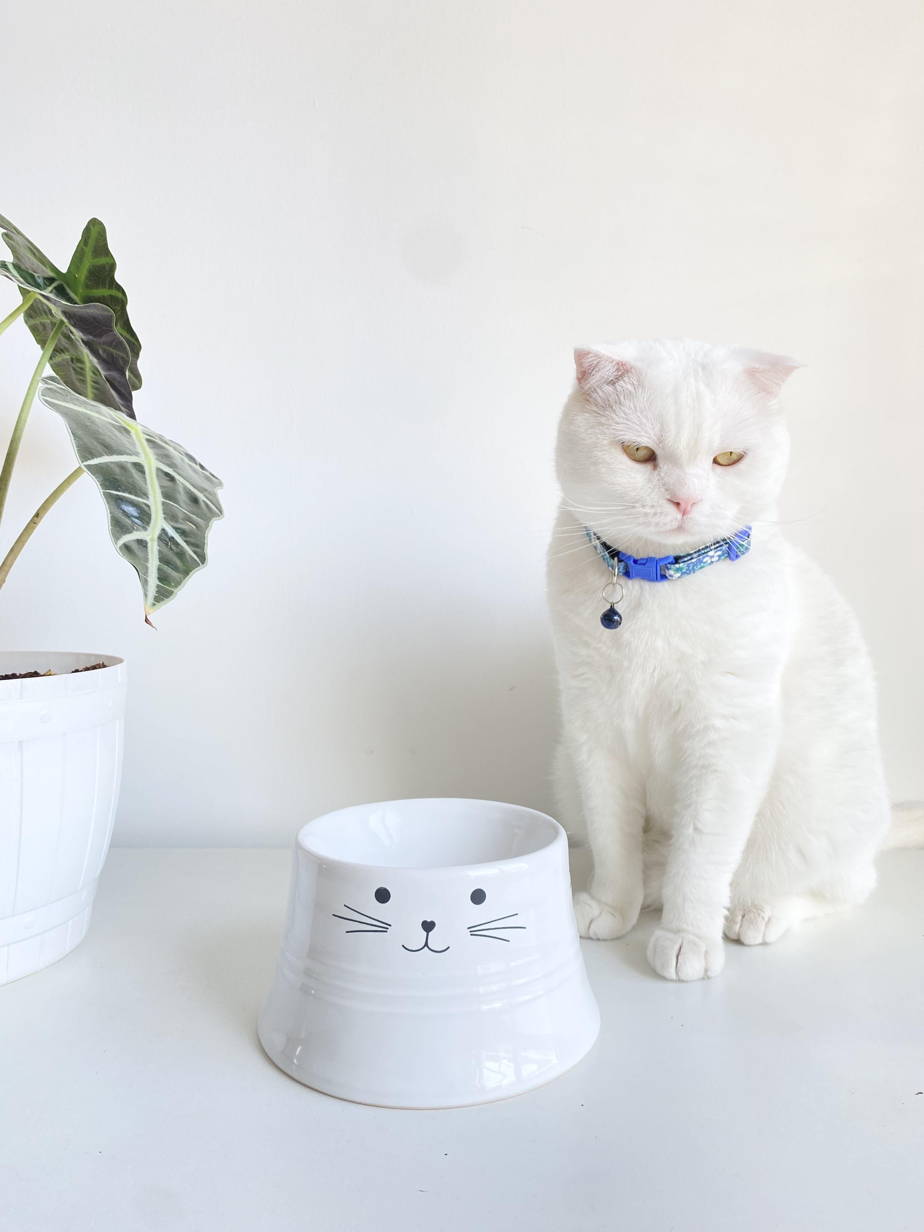 Seramik Kedi Ve Köpek Mama Su Kabı Colorful Moon Bowl (BEYAZ)