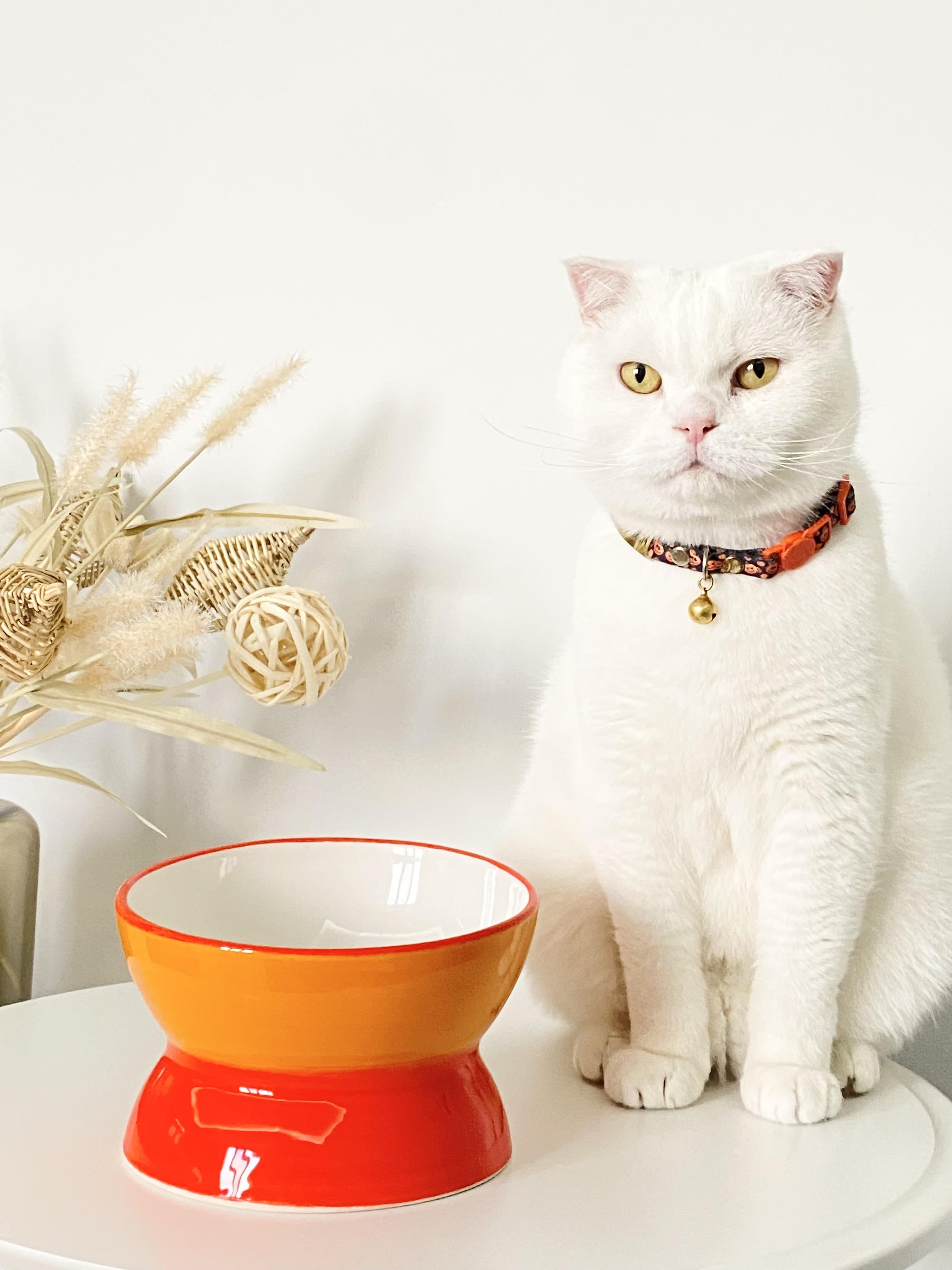 Seramik Kedi ve Köpek Mama Su Kabı Luna Model(TURUNCU)