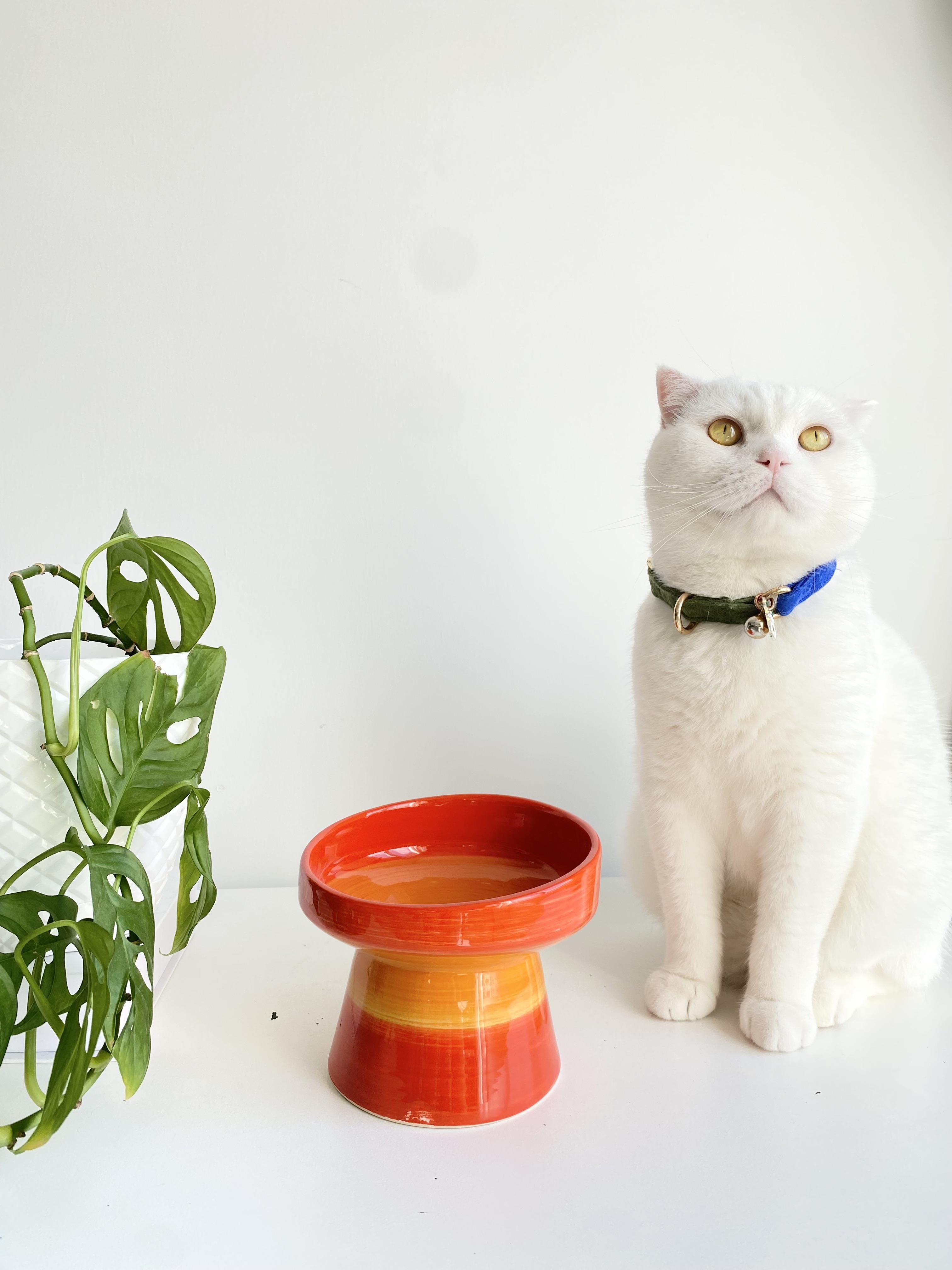 Seramik Kedi ve Kopek Mama Su Kabı (Turuncu)