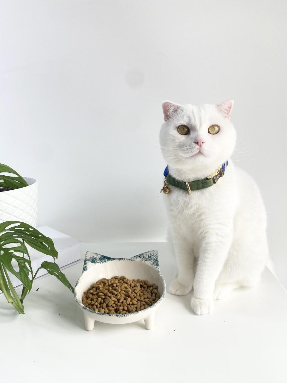 Seramik Sweet Cat Kedi Mama- Su Kabı (Yeşil Desen)