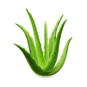 Aloe vera jel faydaları nelerdir? Cilt bakımı için aloe vera jel