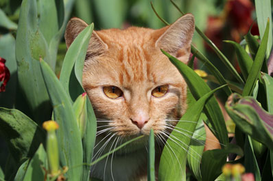Kedi Gençlik Hastalığı -Panlökopeni - Mamayolda