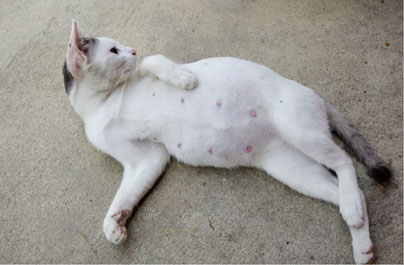 Kediler Kaç Ayda Doğurur - Tüm Hamilelik Ve Doğum Süreci