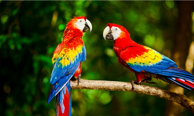 Kırmızı Makaw Papağanı-Mamayolda