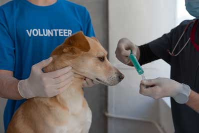 Köpek Aşı Takvimi