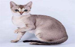 Singapura Kedi Cinsinin Özellikleri-Mamayolda