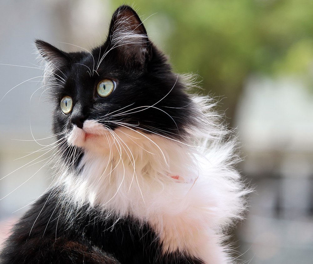 Tuxedo (Smokin) Kedi Cinsinin  Özellikleri-Mamayolda
