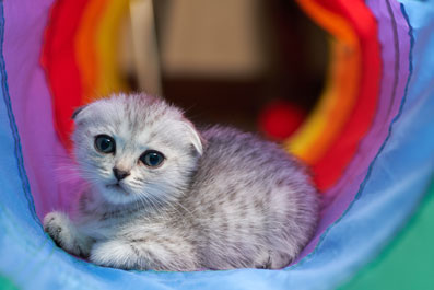Yavru Kedi Nasıl Beslenir - Yeni Doğan Kediler Hakkında Tüm Bilgiler - Mamayolda
