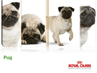 Royal Canin Pug Köpek Maması 1.5 KG