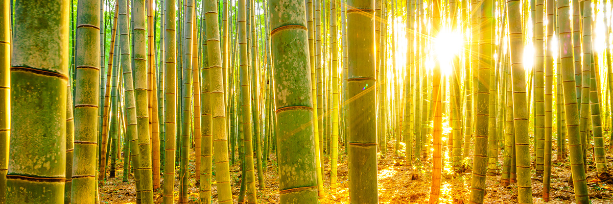 Bambu İç Giyim