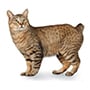 American Bobtail