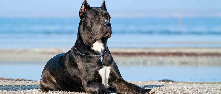Cane Corso Köpek Irkı Özellikleri ve Bakımı
