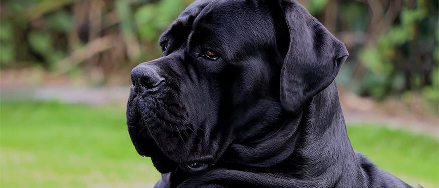 Cane Corso Köpek Irkı Özellikleri ve Bakımı