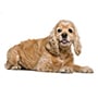 Amerikan Cocker Spaniel